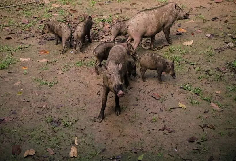 ホテル Singgahmata Holidays Camp