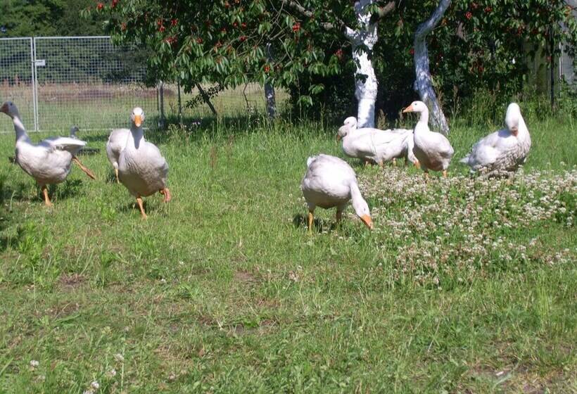 ホテル Steffi S Zimmervermietung