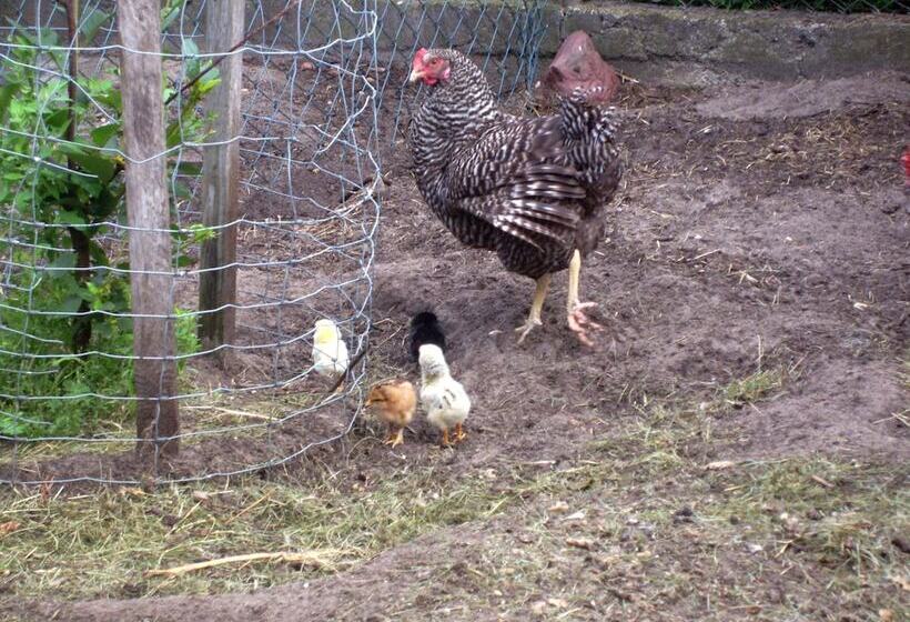 ホテル Steffi S Zimmervermietung