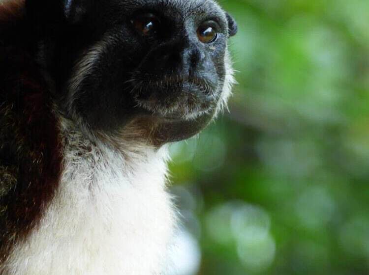 هتل Urraca Monkey Island Eco Resort