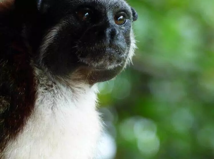 ホテル Urraca Monkey Island Eco Resort