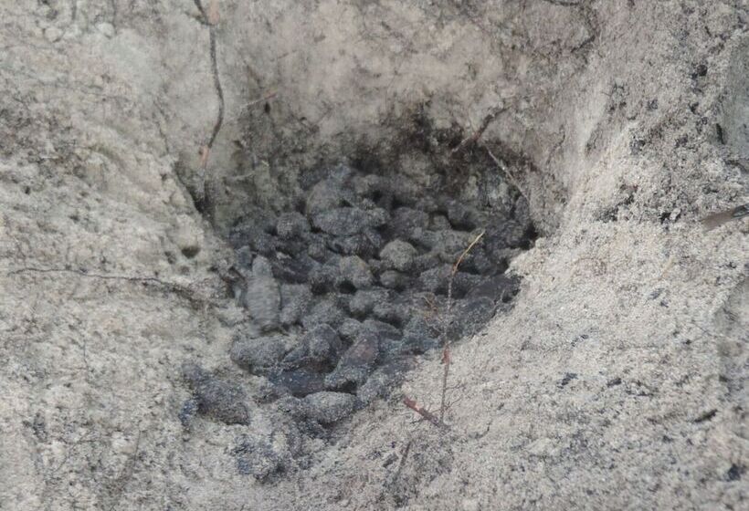 هتل Urraca Monkey Island Eco Resort