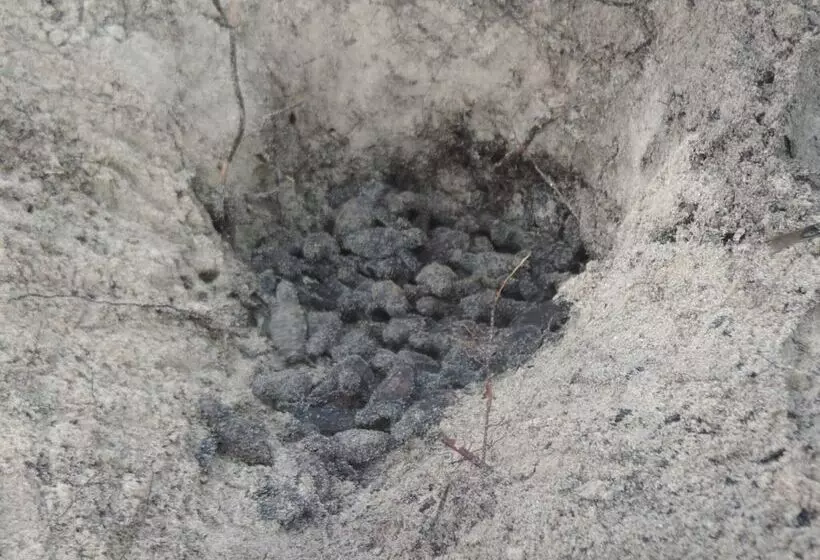 ホテル Urraca Monkey Island Eco Resort