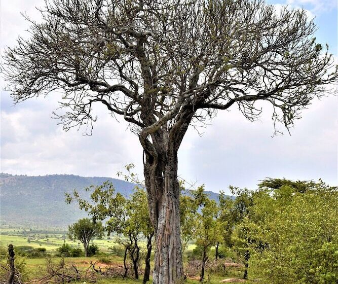 هتل Elangata Olerai Luxury Camp
