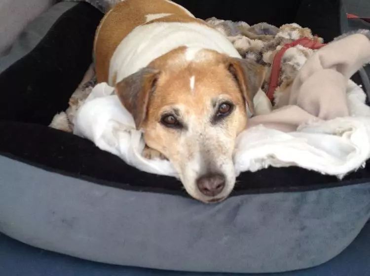 酒店 Tasman Holiday Parks   Torquay Palms