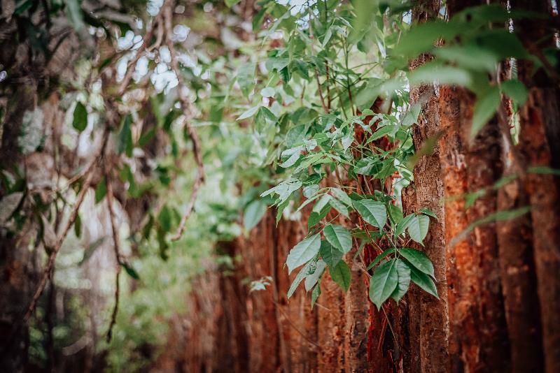 فندق Lunita Jungle