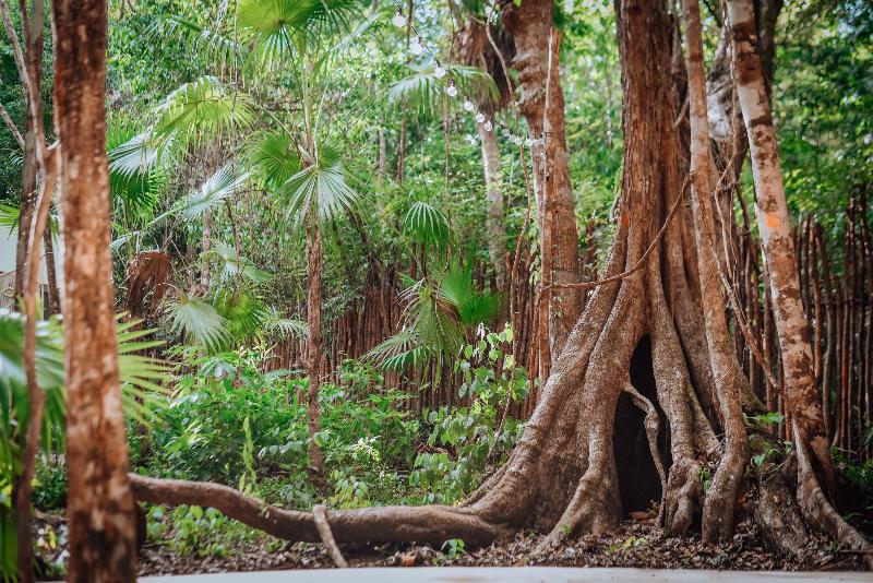 فندق Lunita Jungle