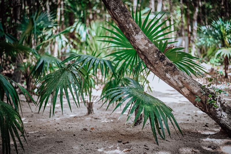 فندق Lunita Jungle