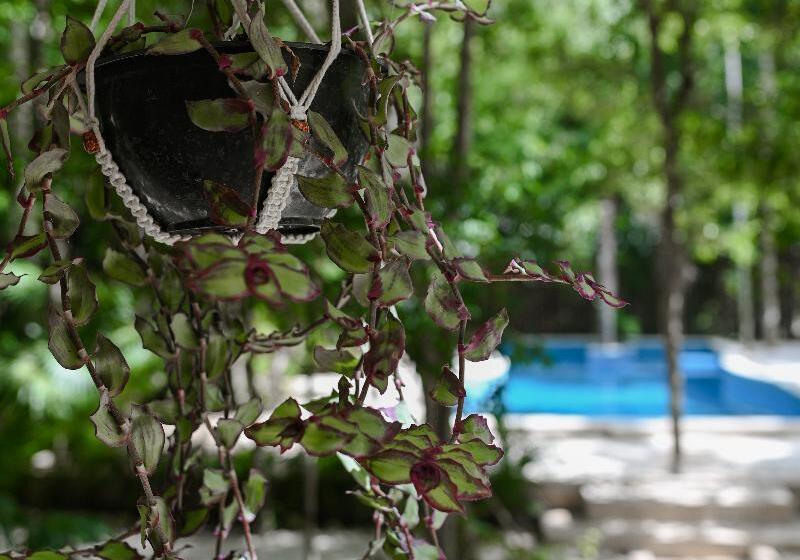 فندق Lunita Jungle