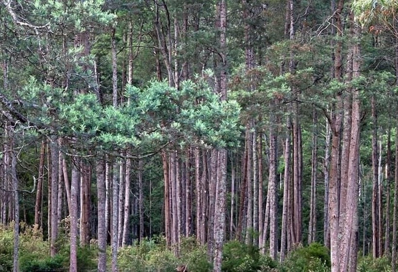 住宿加早餐 Glenbrook House And Cottage