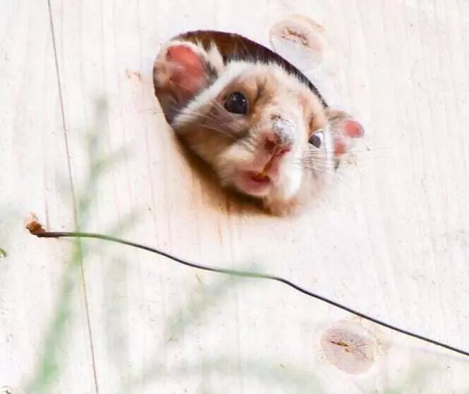 בית מלון כפרי Komagane Kogen Resort Linx