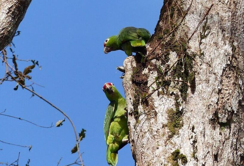Отель Lirio Lodge