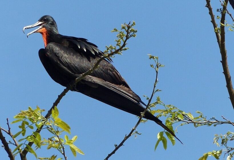 Отель Lirio Lodge