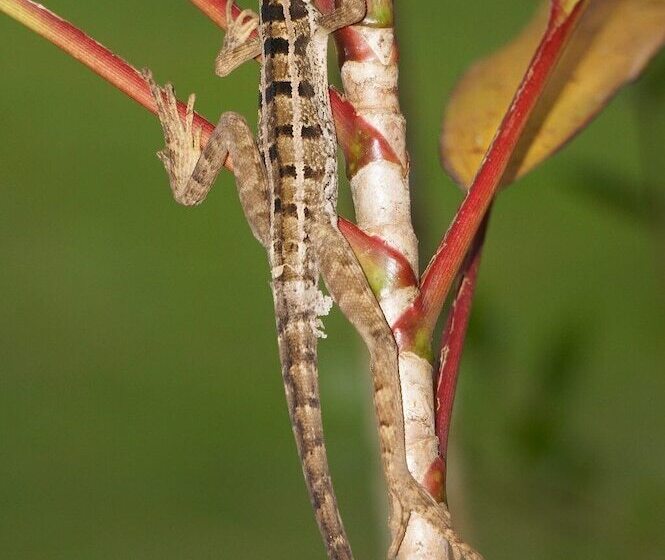 Отель Lirio Lodge