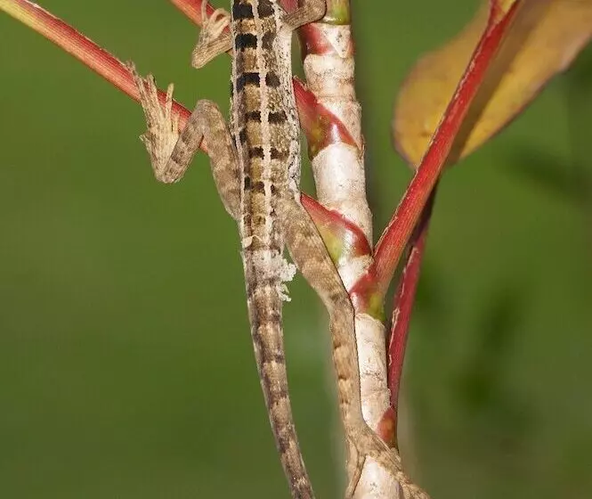 בית מלון כפרי Lirio Lodge
