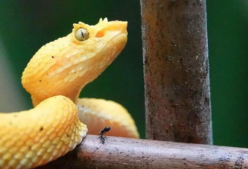 בית מלון כפרי Lirio Lodge