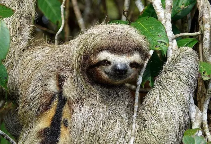 בית מלון כפרי Lirio Lodge