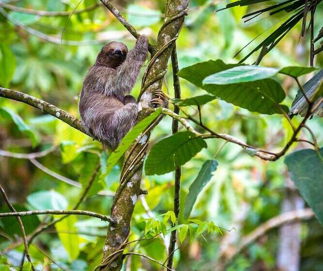 Nayara Springs  Adults Only