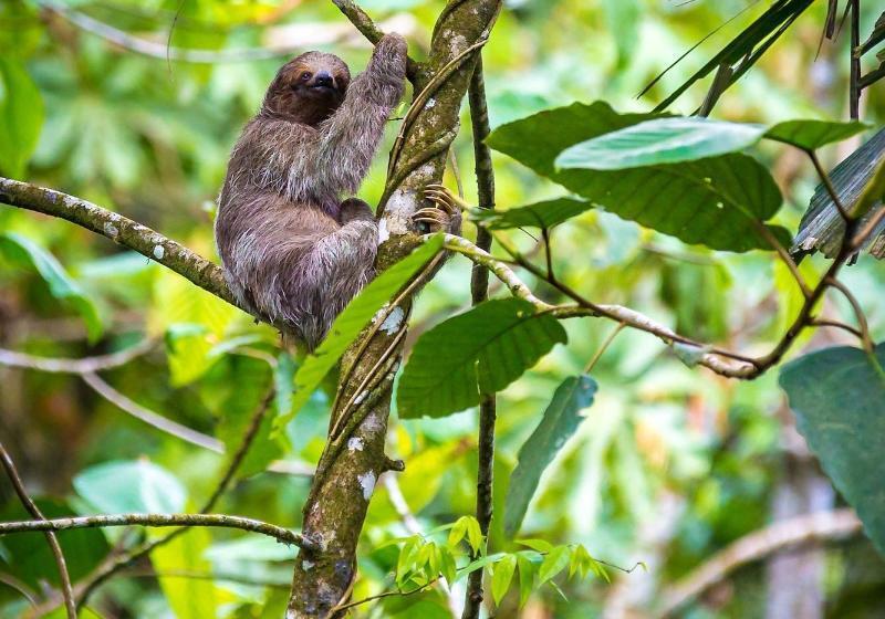 Nayara Springs  Adults Only