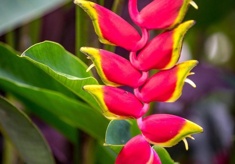 Nayara Springs  Adults Only