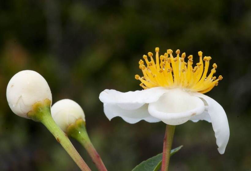 هتل Thansur Sokha