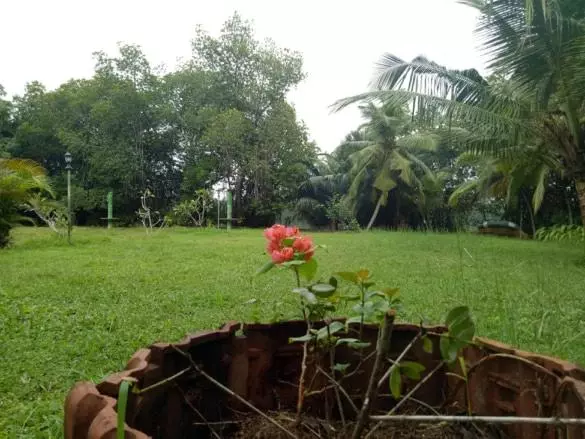 ホテル Mangrove Villa   Yoga & Ayurveda
