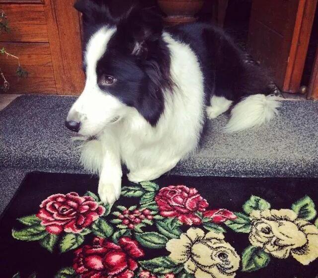 Hôtel Albergo Le Rose