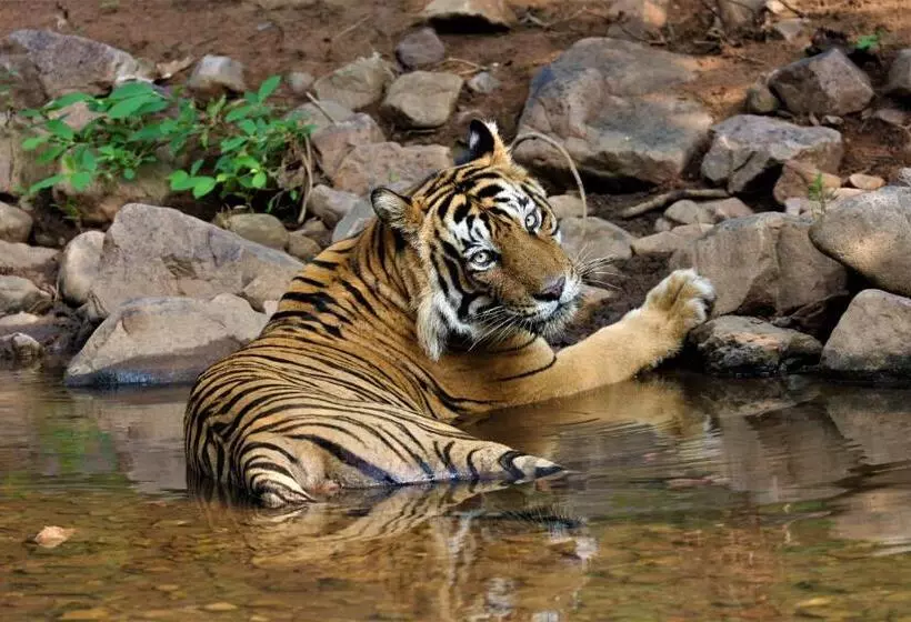 Lomakeskus Paridhi Niwas, Ranthambore  Near Tiger Safari Zones 1 5