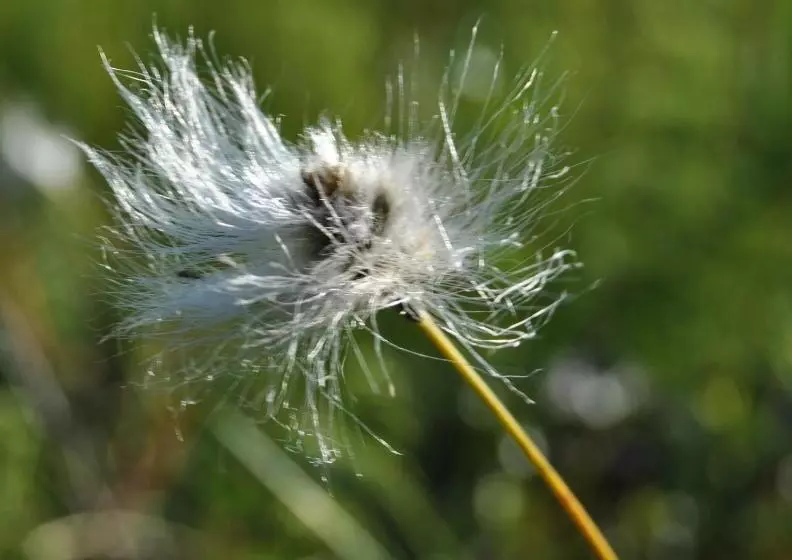Majatalo Lappeasuando Lodge