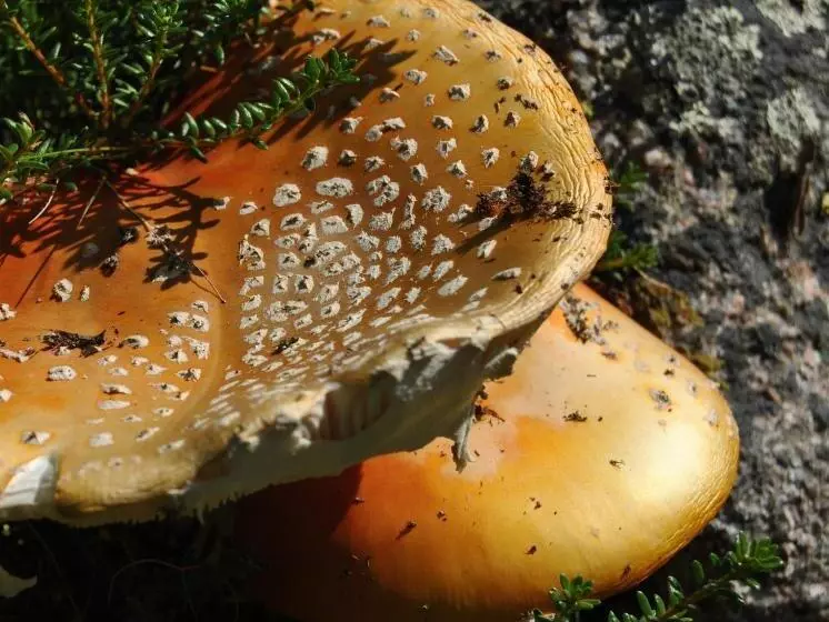 Majatalo Lappeasuando Lodge