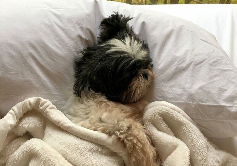 מלון כמוסות Gather Greene