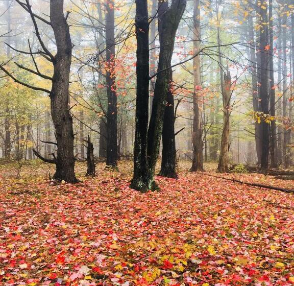 מלון כמוסות Gather Greene