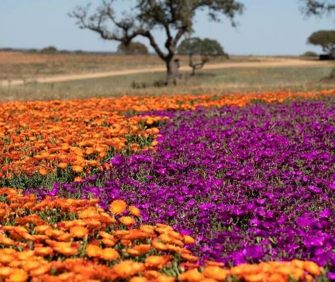 ホテル Vila Gale Collection Monte Do Vilar