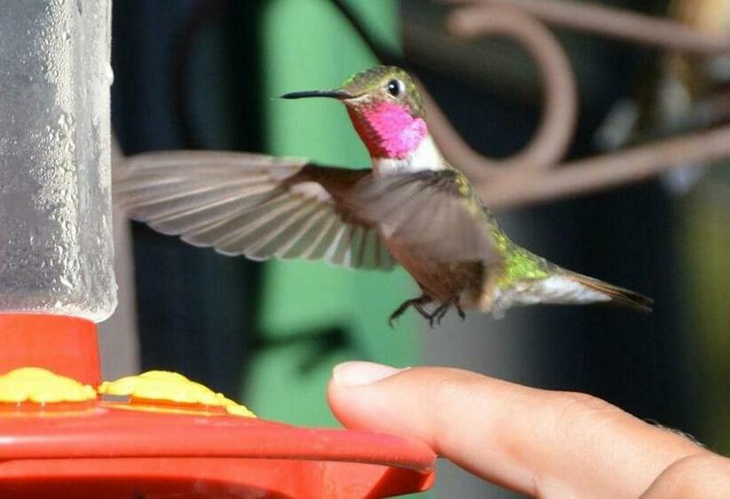הוסטל Rocky Mountain Cabins Of Buena Vista