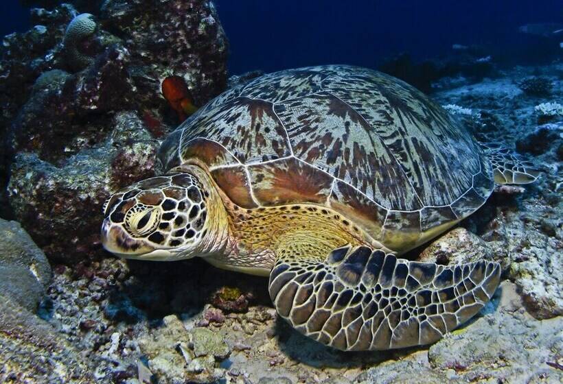 هتل Manta Reserve