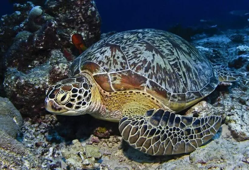 هتل Manta Reserve