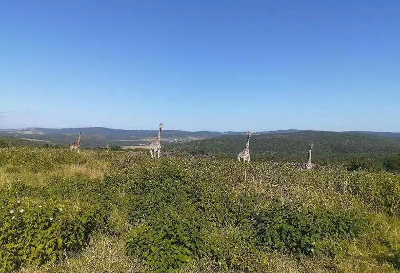 ホテル Ngwenkala Game Lodge And Safaris