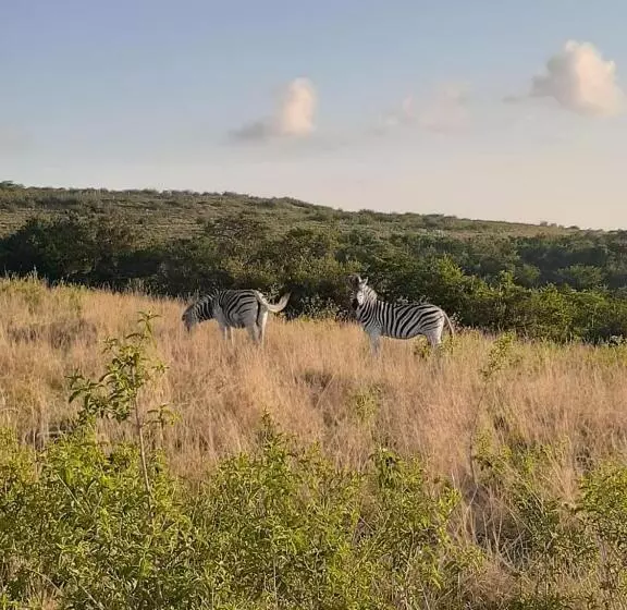 ホテル Ngwenkala Game Lodge And Safaris