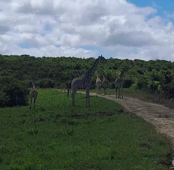 ホテル Ngwenkala Game Lodge And Safaris