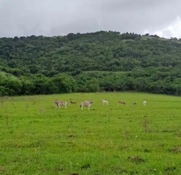 ホテル Ngwenkala Game Lodge And Safaris