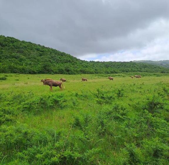 فندق Ngwenkala Game Lodge And Safaris