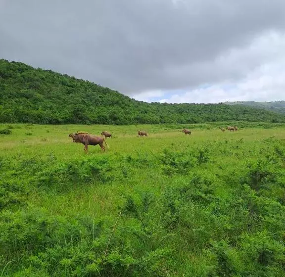 ホテル Ngwenkala Game Lodge And Safaris