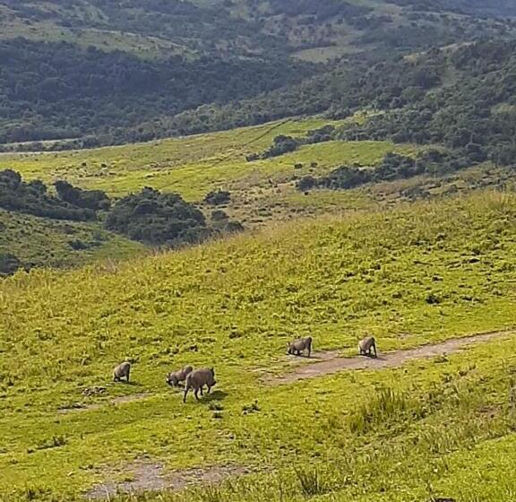 فندق Ngwenkala Game Lodge And Safaris