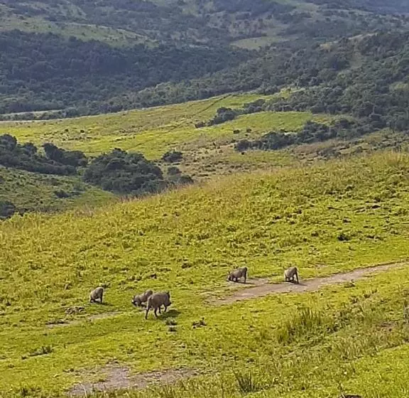 ホテル Ngwenkala Game Lodge And Safaris