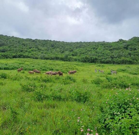 فندق Ngwenkala Game Lodge And Safaris