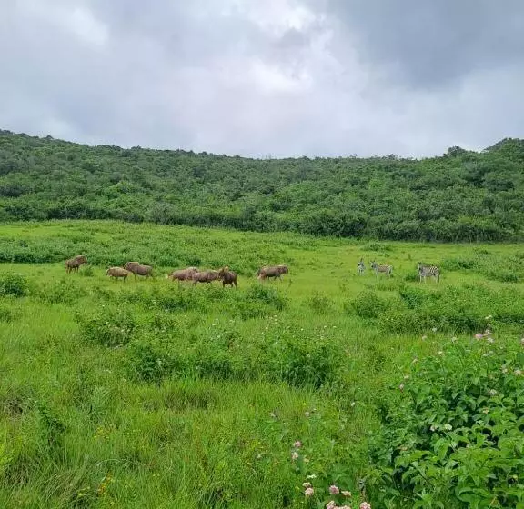 ホテル Ngwenkala Game Lodge And Safaris