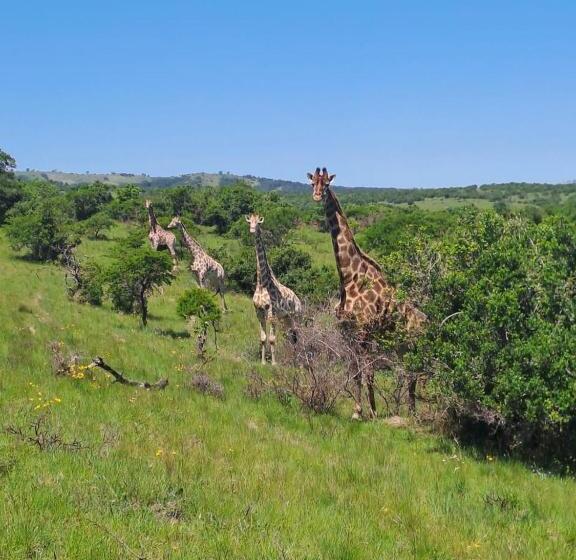 فندق Ngwenkala Game Lodge And Safaris
