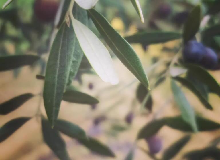 호텔 Girasole Ad Antico Casale 700