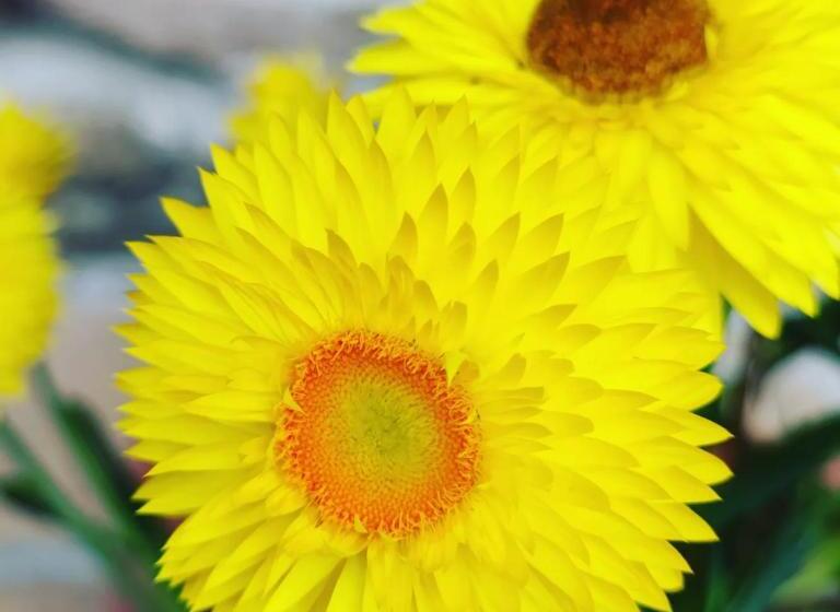 호텔 Girasole Ad Antico Casale 700