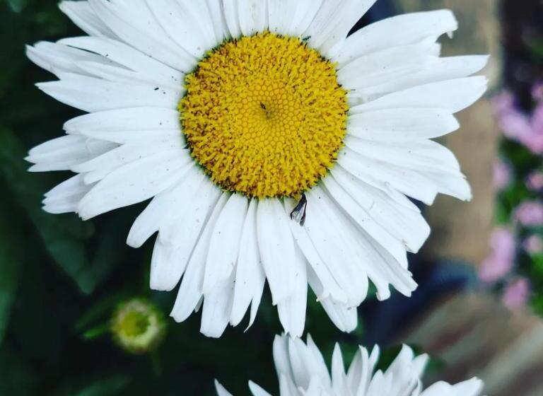 호텔 Girasole Ad Antico Casale 700